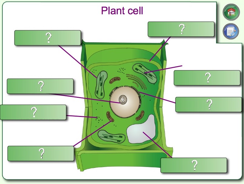 Plant Labeled Diagram
